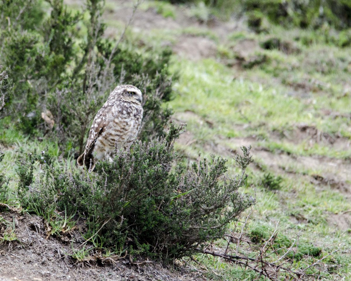 Burrowing Owl; Cochasqui, Pichincha, Ecuador | ©Angela Drake / Not Your Average American
