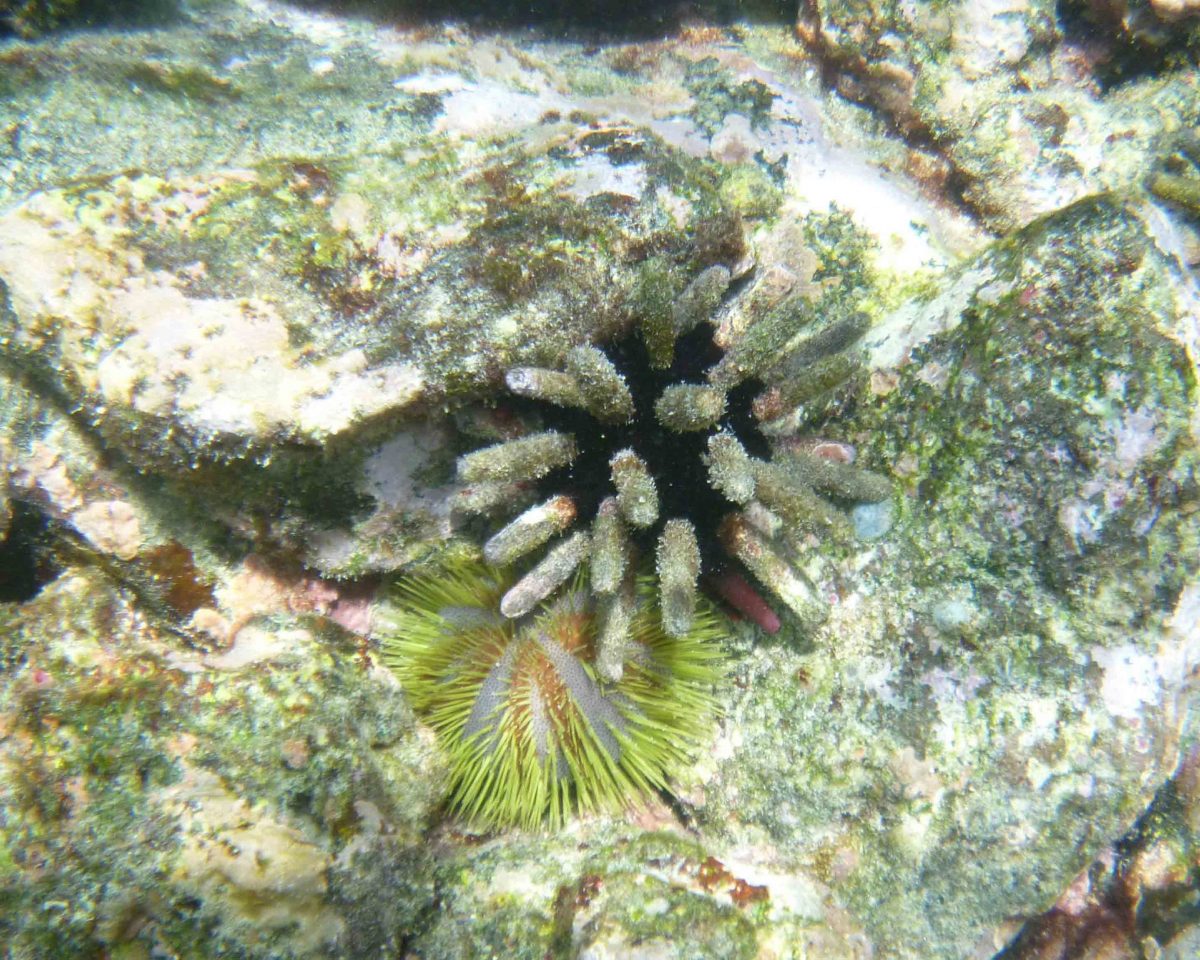 Sea Urchins, Las Tintoreras, Isla Isabela, the Galapagos