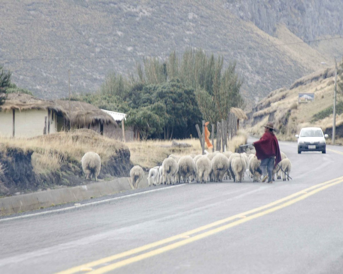 Traffic congestion on the main highway near Chimborazo National Park | ©Angela Drake