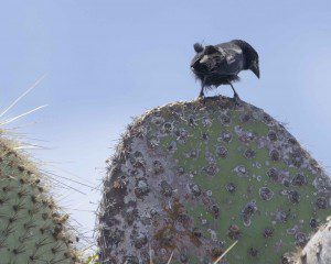 Cactus Finch, male