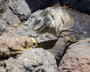 Golden Iguana eating Prickly Pear Cactus fruit