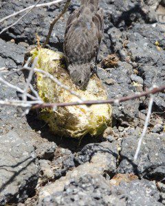 Cactus Finch eating Prickly Pear Cactus fruit