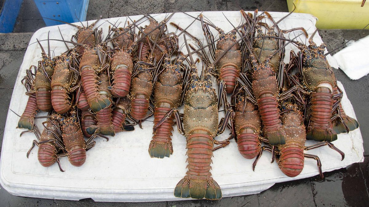 Fresh Lobster, Puerto Ayora, San Cruz Island, The Galapagos
