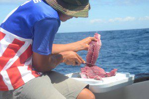 Filleting fish