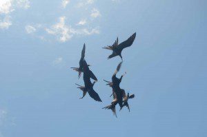 Frigate Birds waiting for their turn