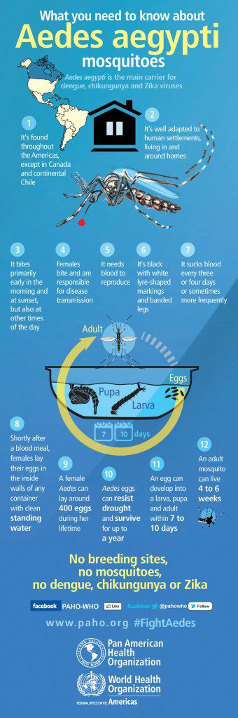 Ae aegypti Infographic, http://www.paho.org/