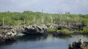 Lava Islands at Los Tuneles, Isla Isabela, The Galapagos