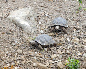 Young Tortoises