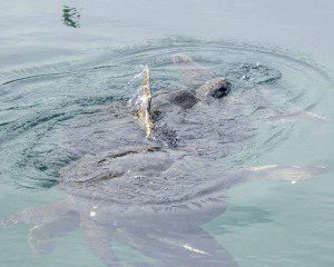 Mating Sea Tortoises at Los Tuneles, Isla Isabela, The Galapagos