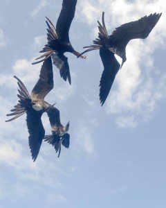 Frigatebirds