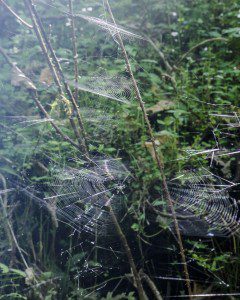 Spider Webs