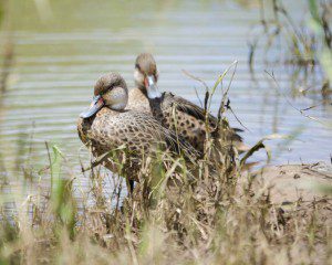 White-cheeked Pintail Ducks