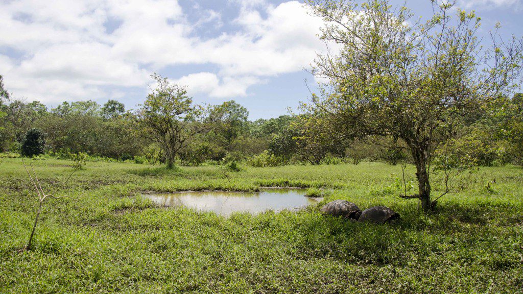 Perfect Tortoise Mating Habitat