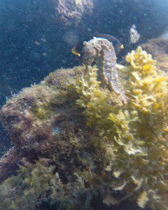 Seahorse found Snorkeling