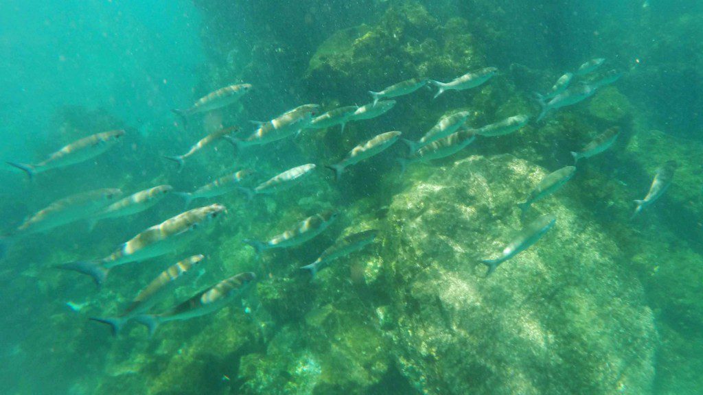 A School of Fish Found While Snorkeling