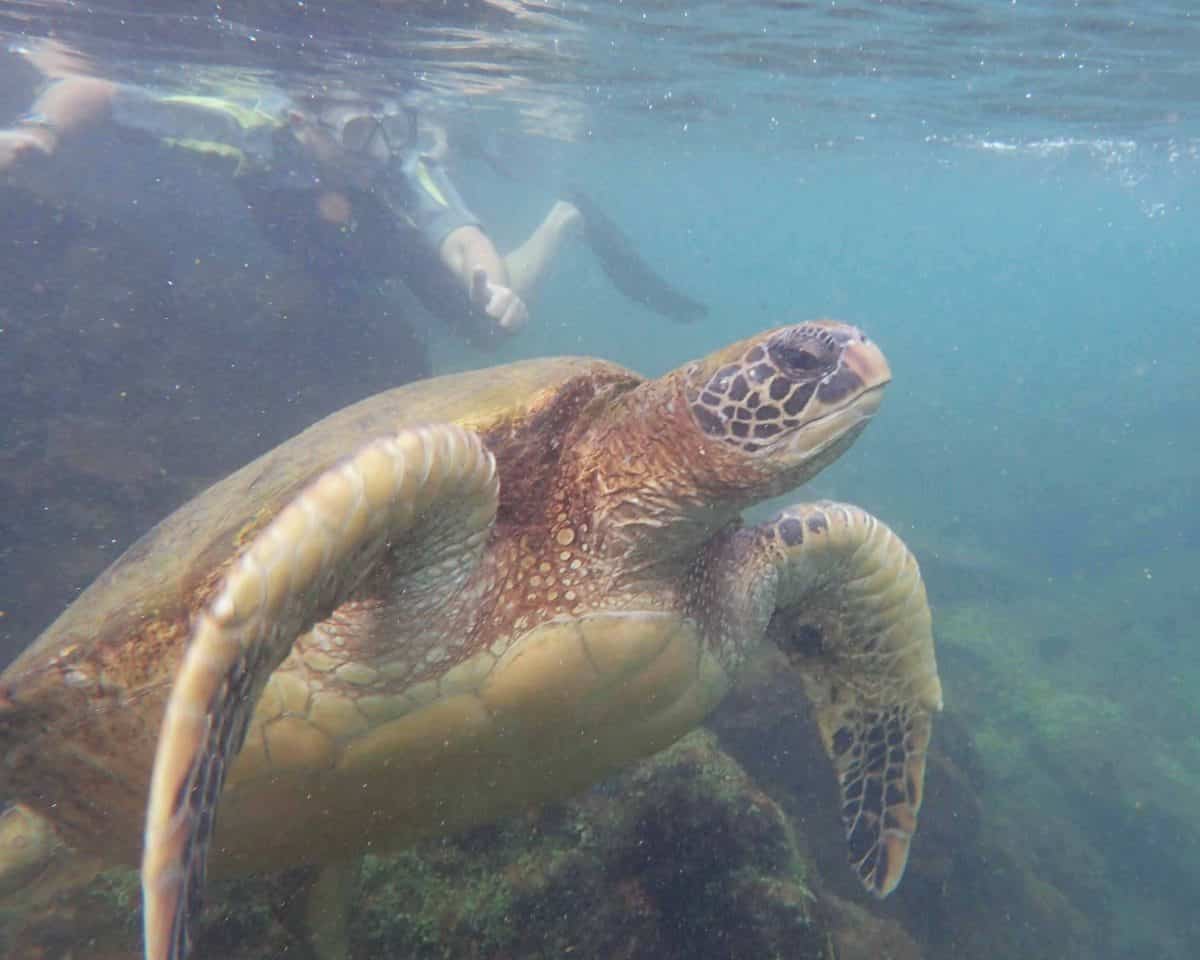 Sea Turtle, Los Tuneles, Isla Isabela, The Galapagos