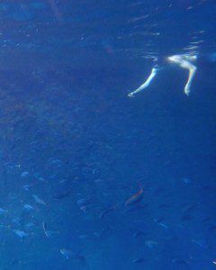 Swimming with schools of fish