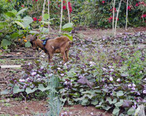 Farm on San Cristobal