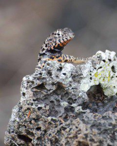 Lava Lizard