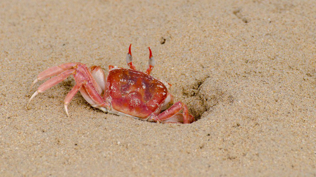 Crab in the Sand
