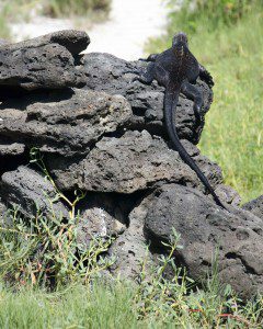 Marine Iguana on Rock Wall