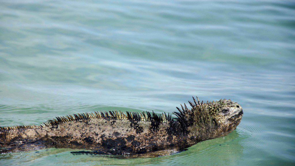 Marine Iguanas Do Swim
