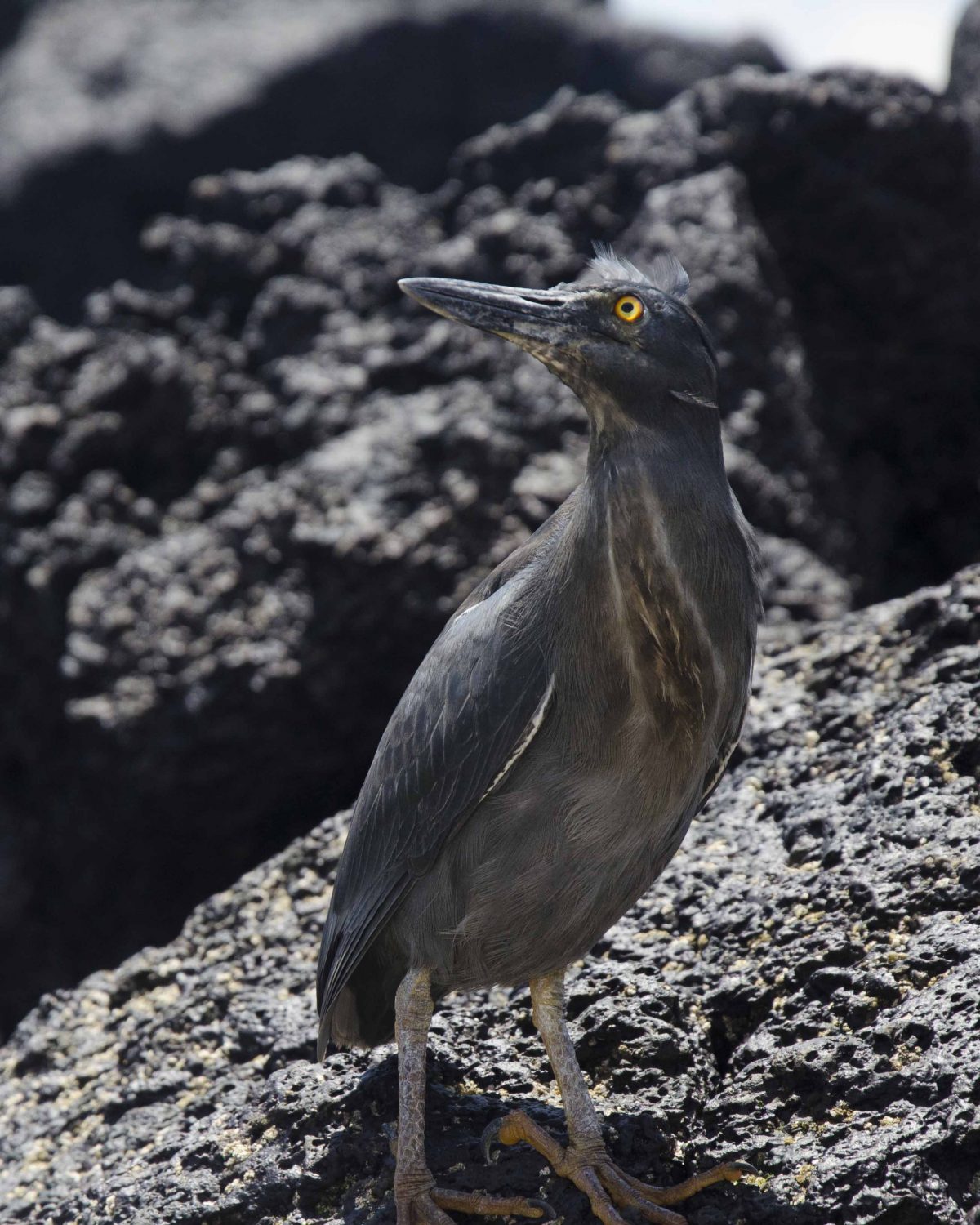 Lava Heron, Santiago Island, the Galapagos.