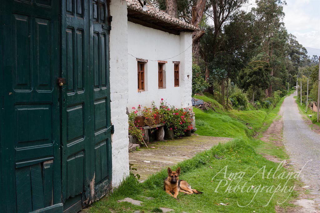 Outside of the Rose Hacienda, Cayambe, Ecuador