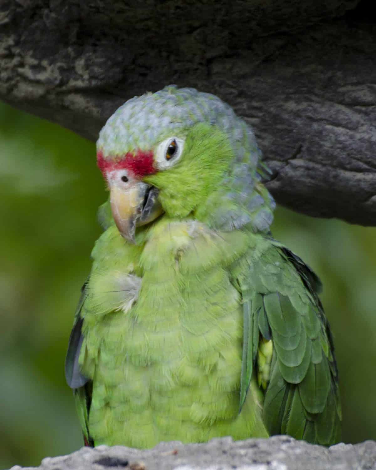Parrot, Parque Histórico, Guayaquil, Ecuador