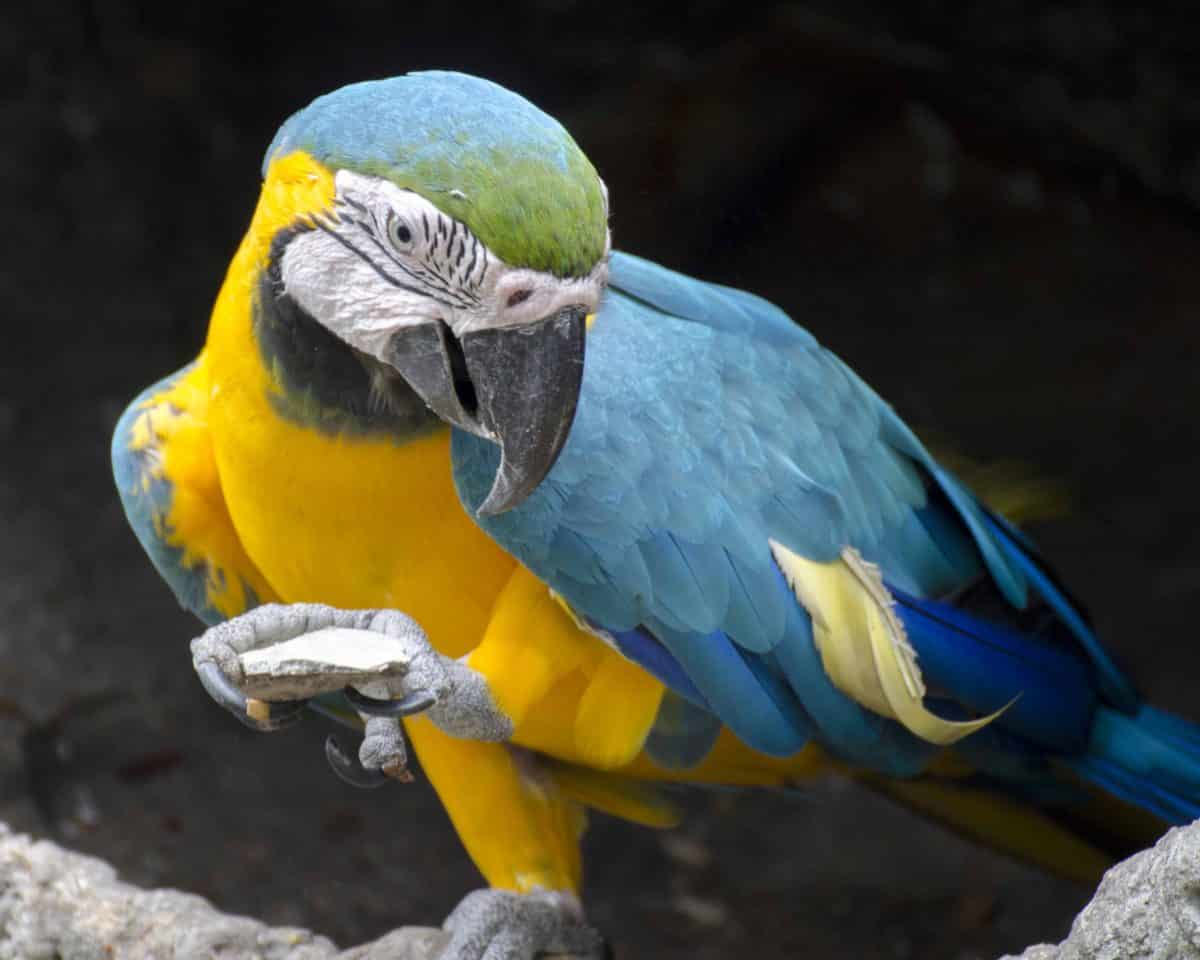 Macaw, Parque Histórico, Guayaquil, Ecuador