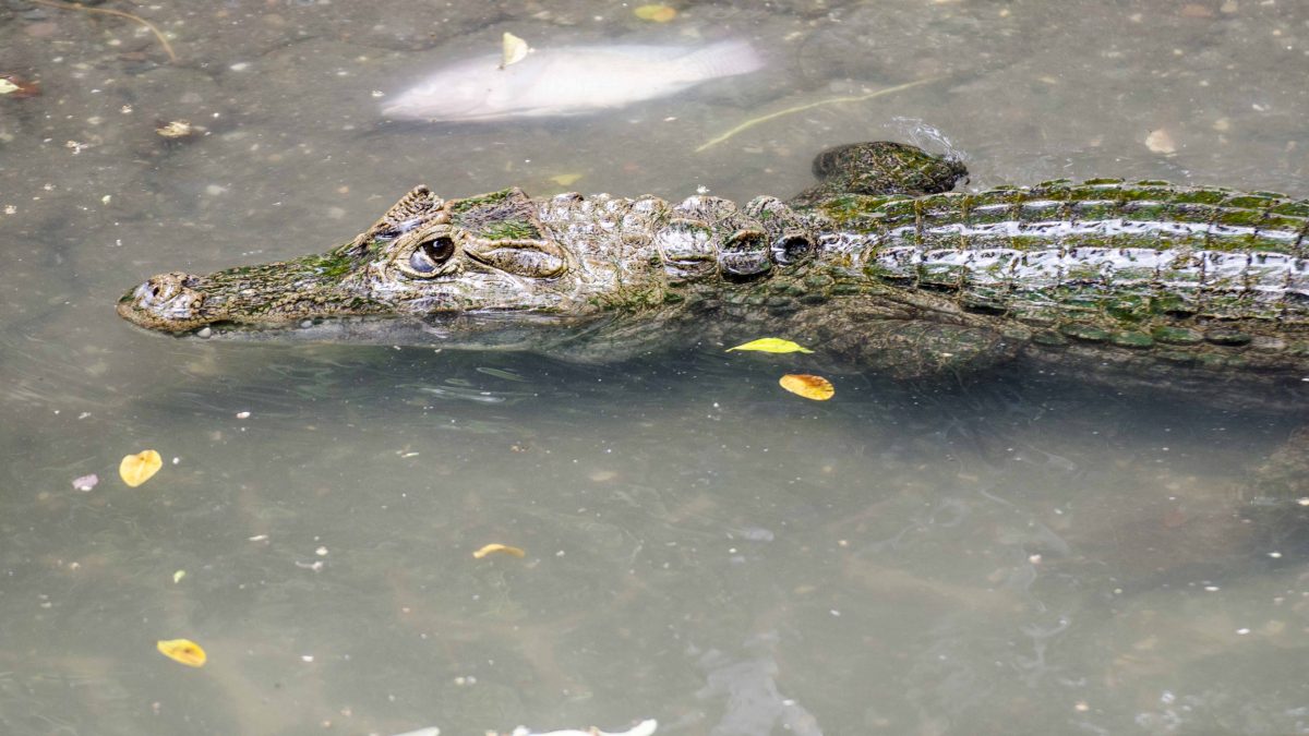 Crocodile, Parque Histórico, Guayaquil, Ecuador