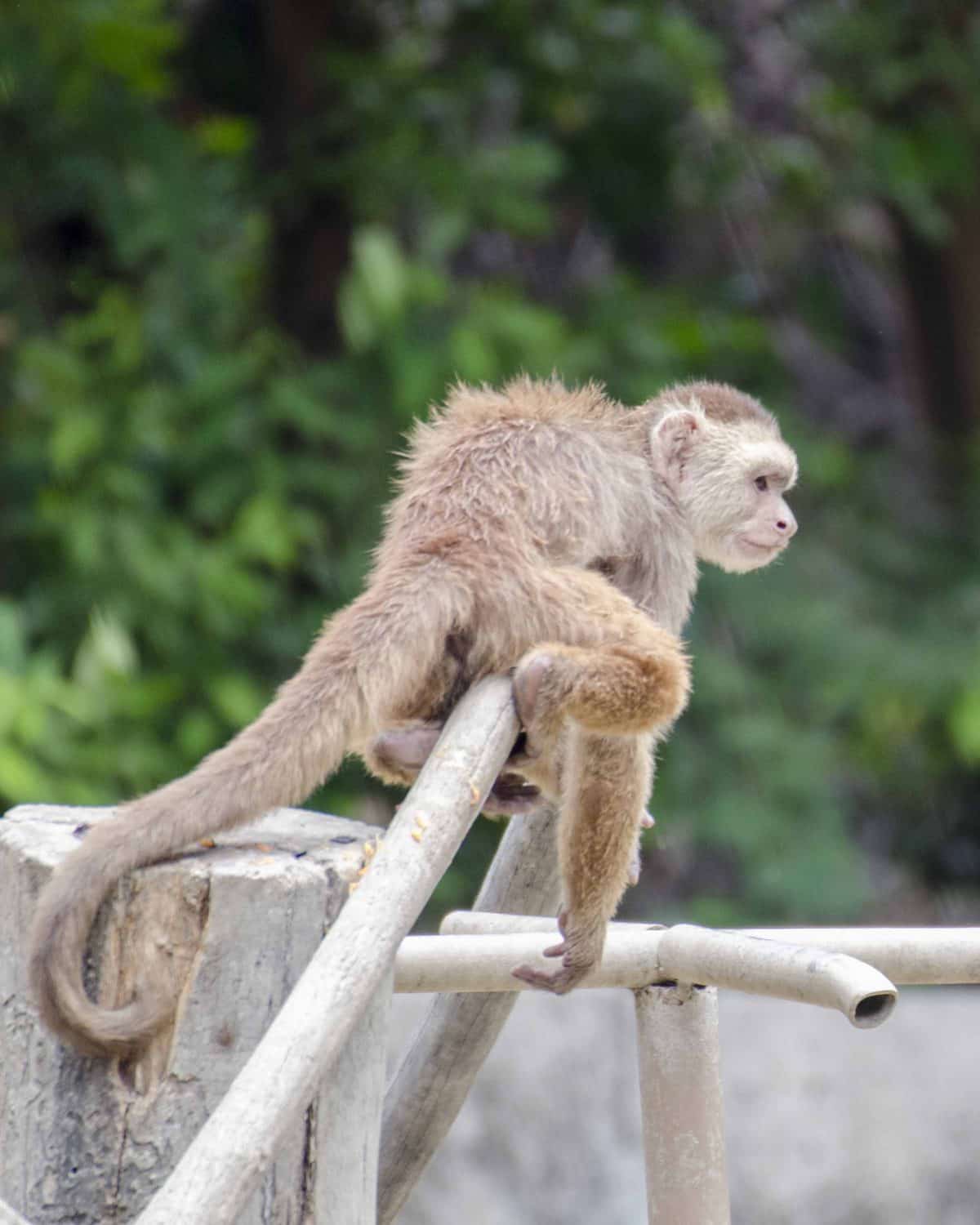 Monkey at the Parque Histórico, Guayaquil, Ecuador.
