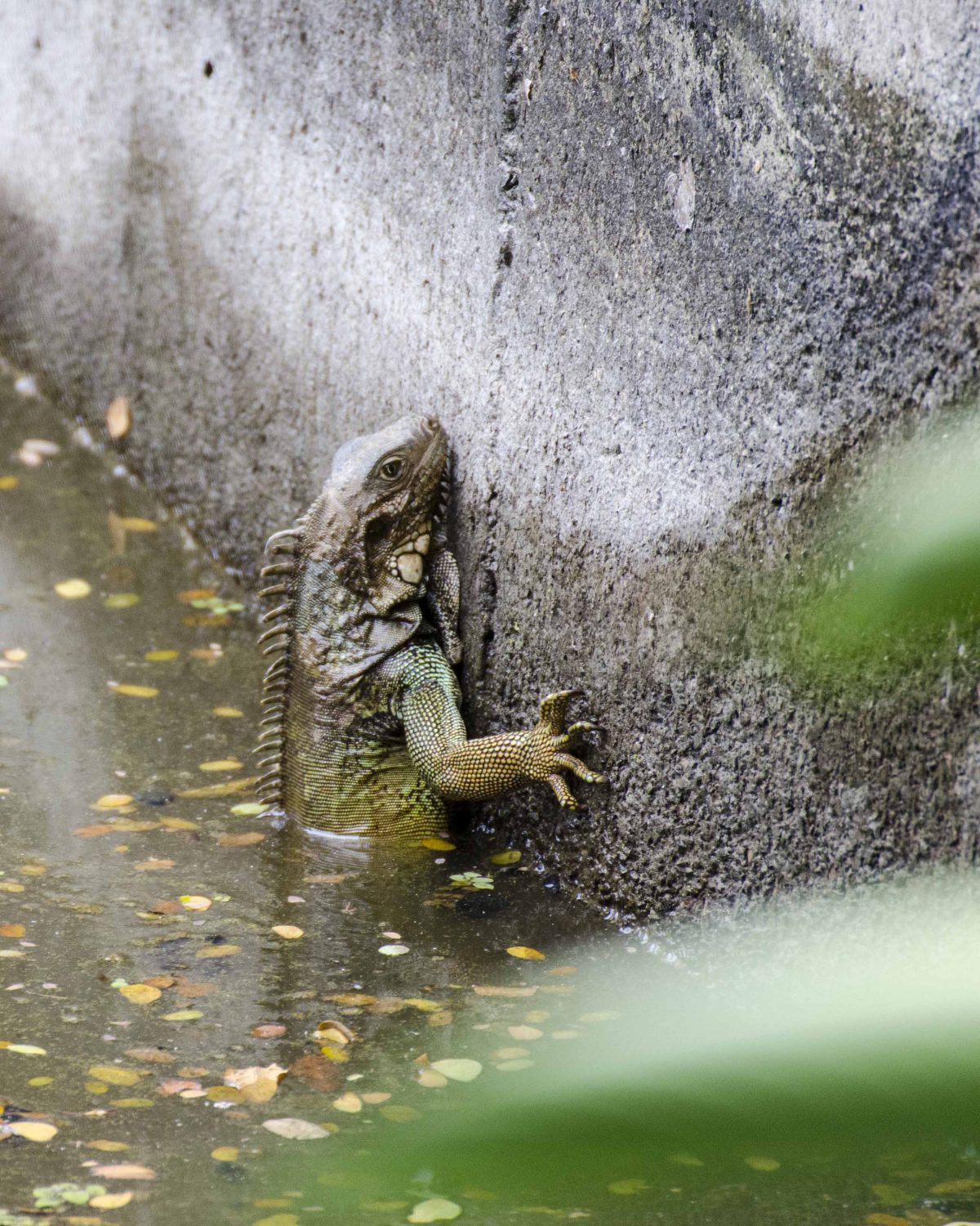 Iguana, Parque Histórico, Guayaquil, Ecuador