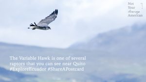 Variable Hawk Postcard