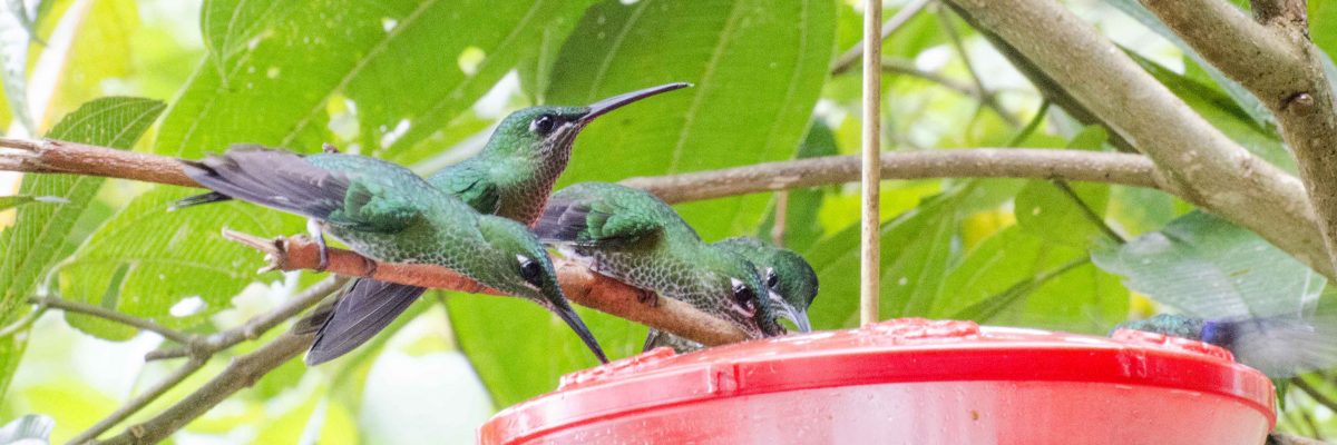 Green-crowned Brilliants at the feeder at San Jorge de Milpe