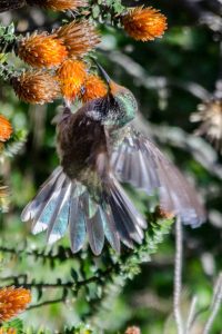 Star of Chimborazo Hummingbird