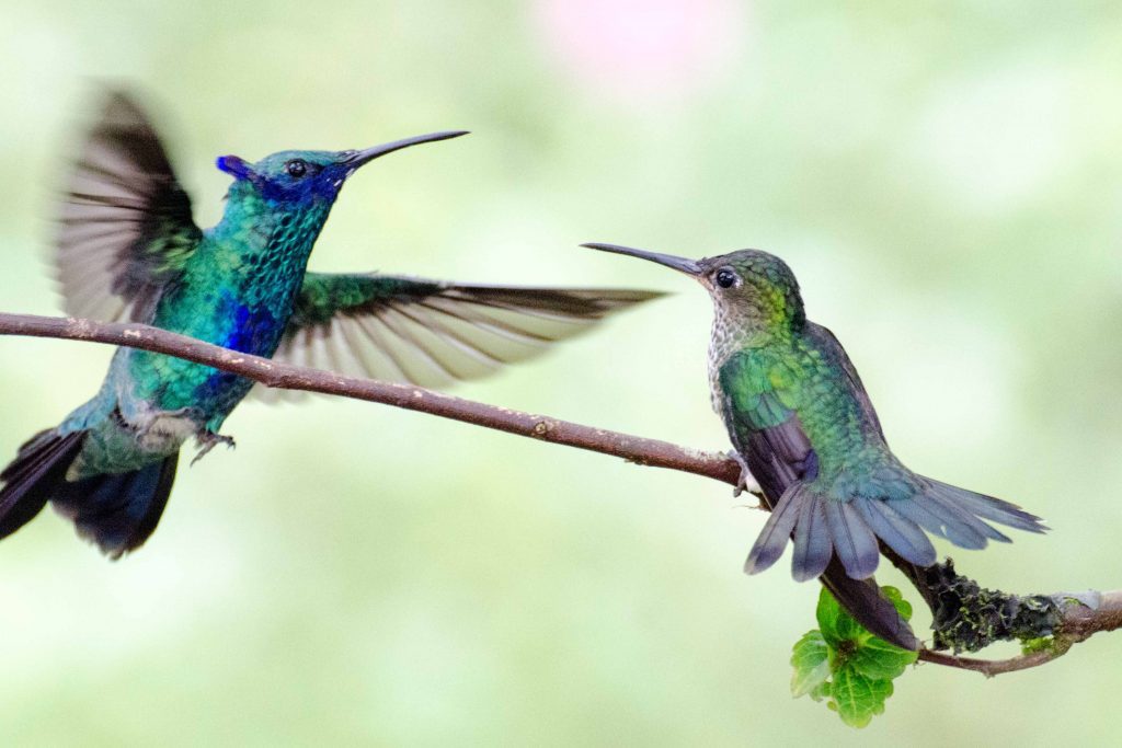 Hummingbirds, Napo Province
