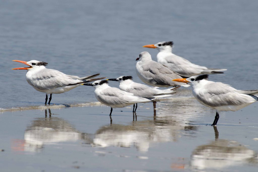 Terns, Santa Elena Province