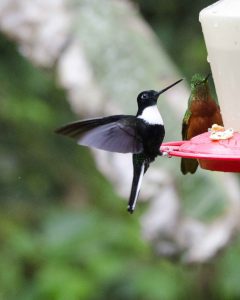 Collared Inca