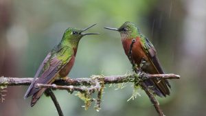 Chestnut-breasted Coronets, Cosanga, Ecuador