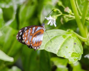 Clear Wing Butterfly, Cabañas San Isidro