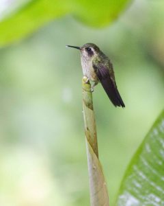 Speckled Hummingbird