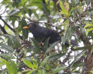 Glossy Black Thrush