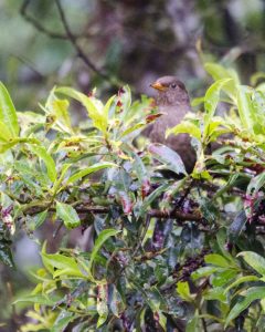 Unidentified Thrush