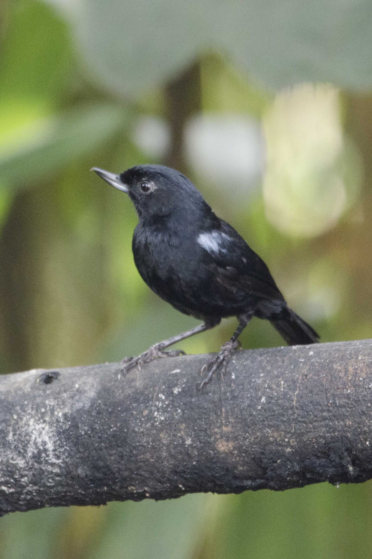 The Glossy-black Flowerpiercer is attracted to the open sugar water feeders at the Yanacocha Reserve. | ©Angela Drake