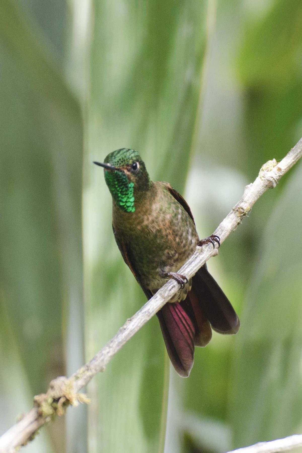 Tyrian Metaltail es uno de los colibríes más pequeños de la Reserva Yanacocha, Quito, Ecuador | ©Ángela Drake