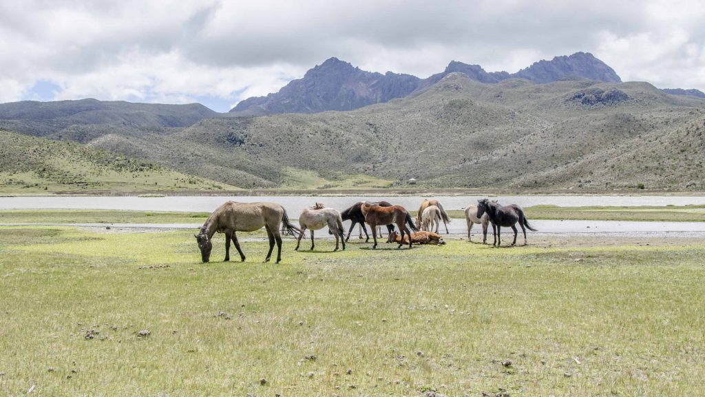 Wild Horses of Cotopaxi