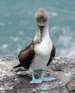 Puerto Chino, Blue-footed Booby