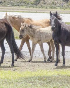 Wild Horses of Cotopaxi