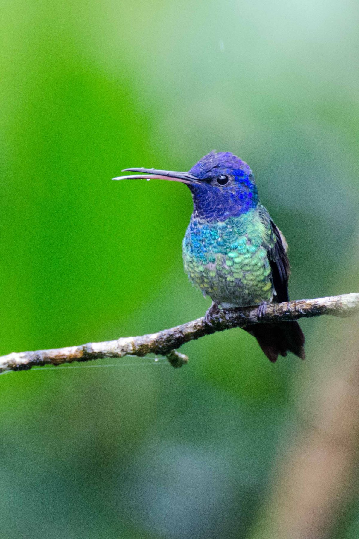 Golden-tailed Sapphire Hummingbird, Napo Province, Ecuador | ©Angela Drake /Ecuador Por Mis Ojos